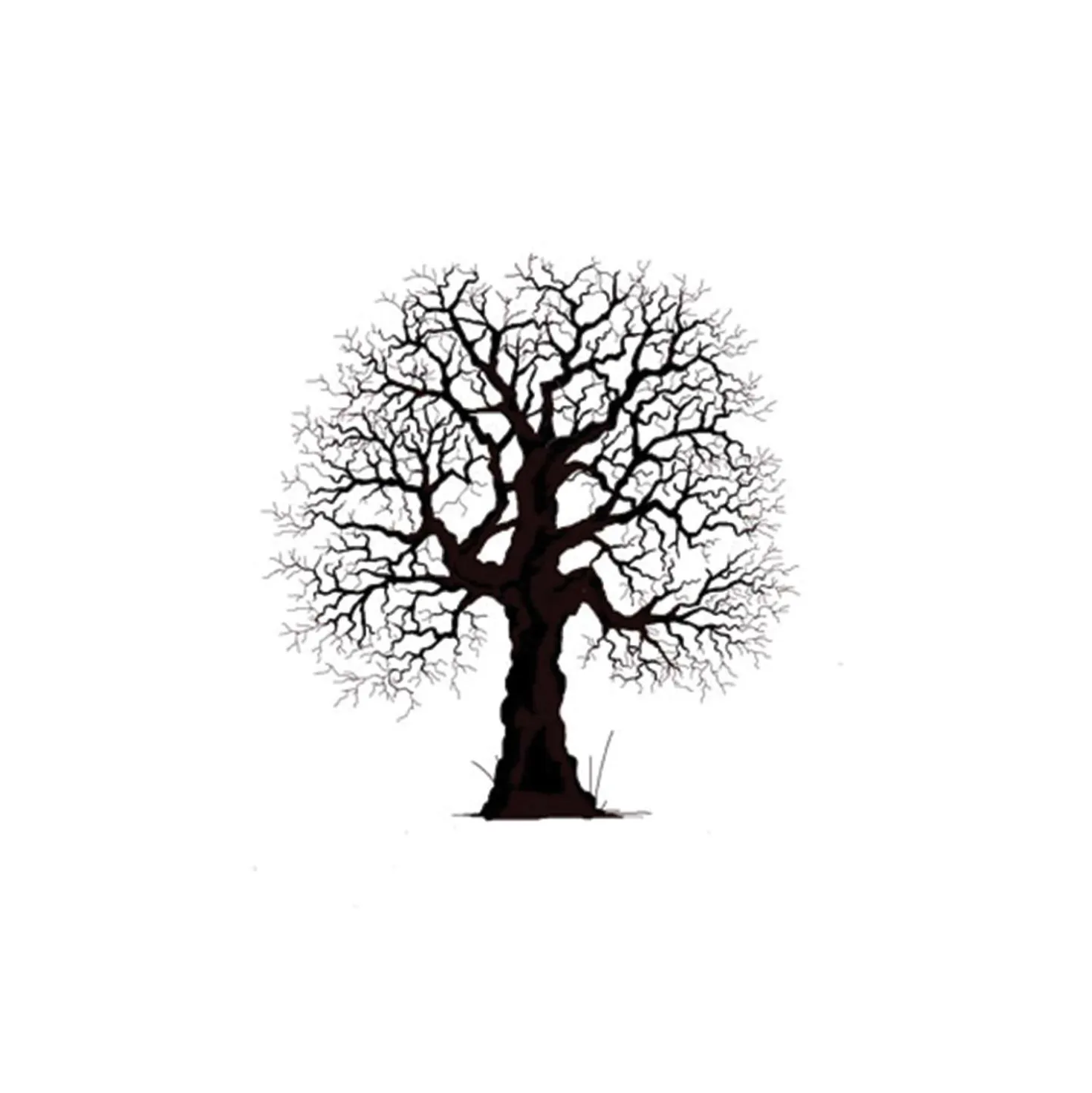 Lavinia - Timbro, Oak Tree